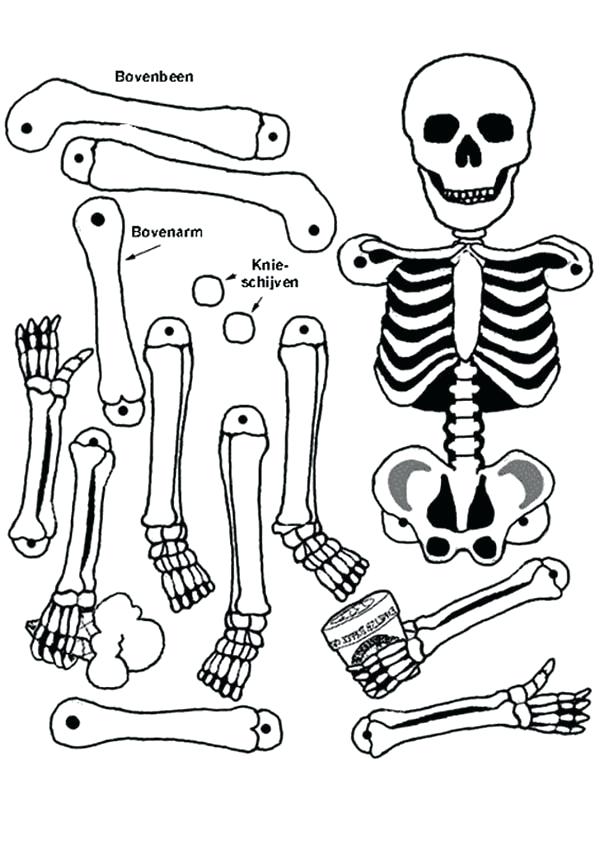 600x848 Best Of Anatomy Coloring Pages Pictures All Human Bones In Human