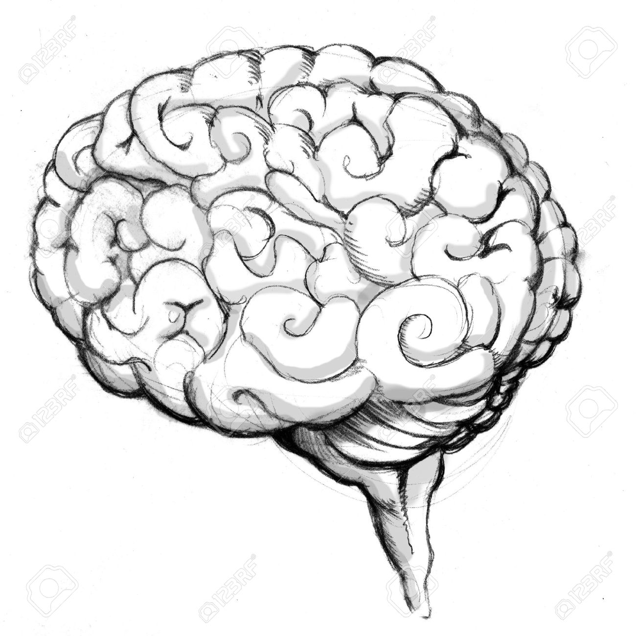 1300x1300 An Image Of A Human Brain Drawing. Stock Photo, Picture