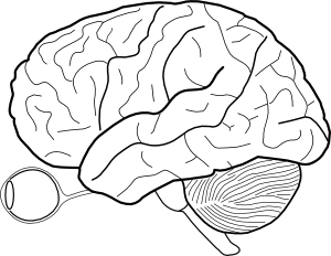 300x232 Human Brain Sketch With Eyes And Cerebrellum Clip Art