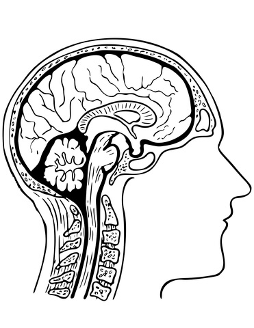371x480 Human Brain Coloring Page Free Printable Coloring Pages