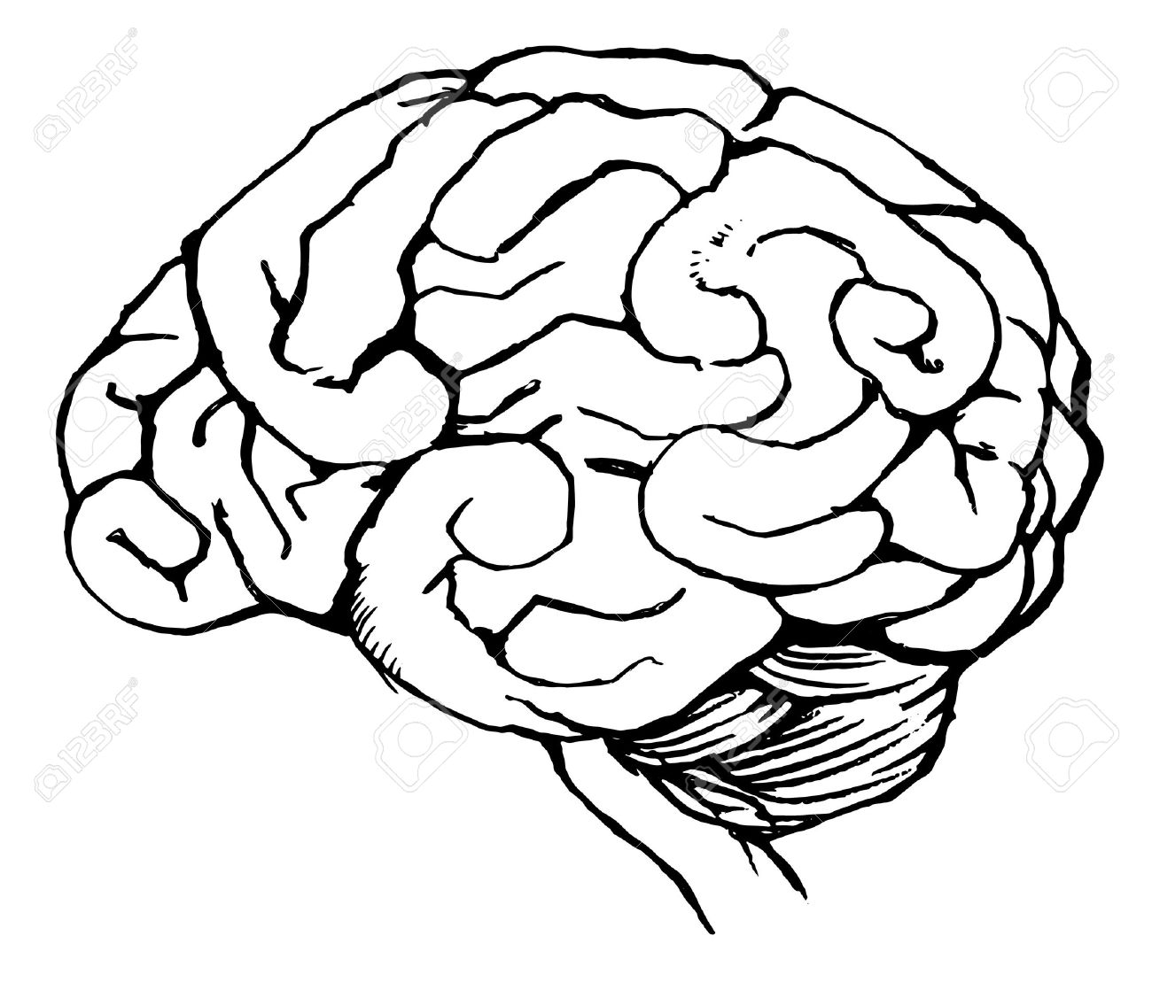 1300x1109 Sketch Of The Human Brain Royalty Free Cliparts, Vectors,