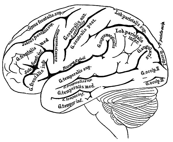 600x494 The Anatomi Of Human Brain Coloring Pages Bulk Color