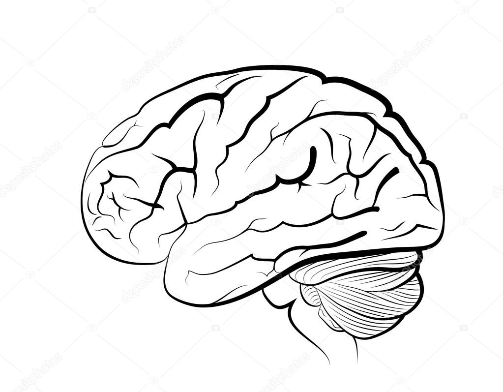 Human Brain Drawing at GetDrawings | Free download