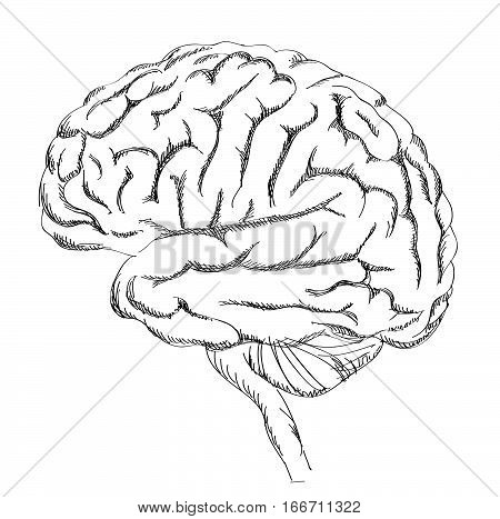 Human Brain Drawing at GetDrawings | Free download