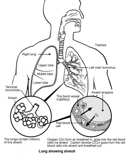 502x600 Diagram Of The Lungs Science Teaching Ideas Lungs