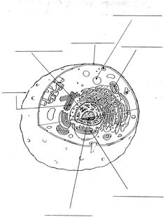 236x310 How To Draw A Cell Step 1 Jalynn Room Room