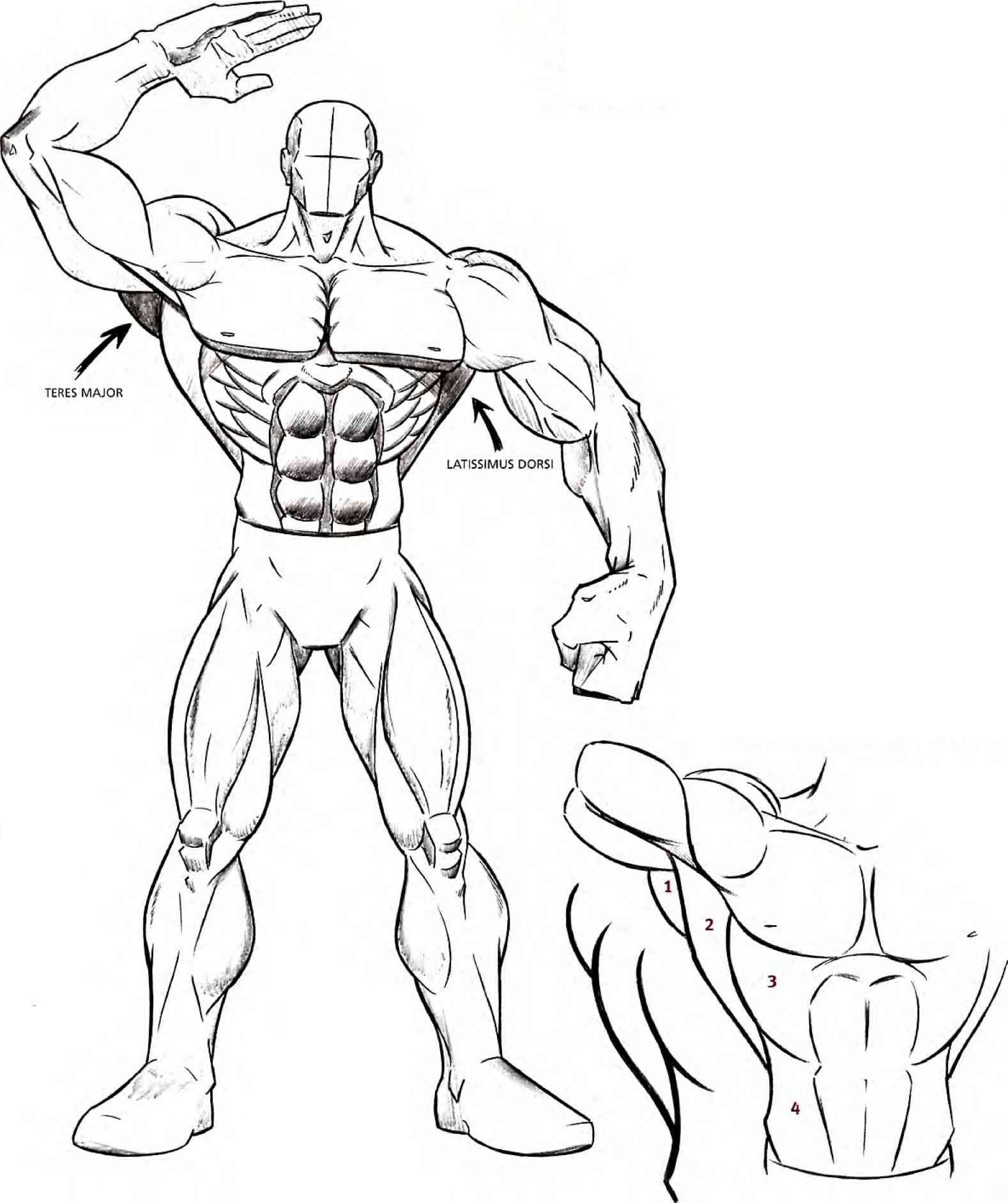 1578x1883 Drawing Muscles