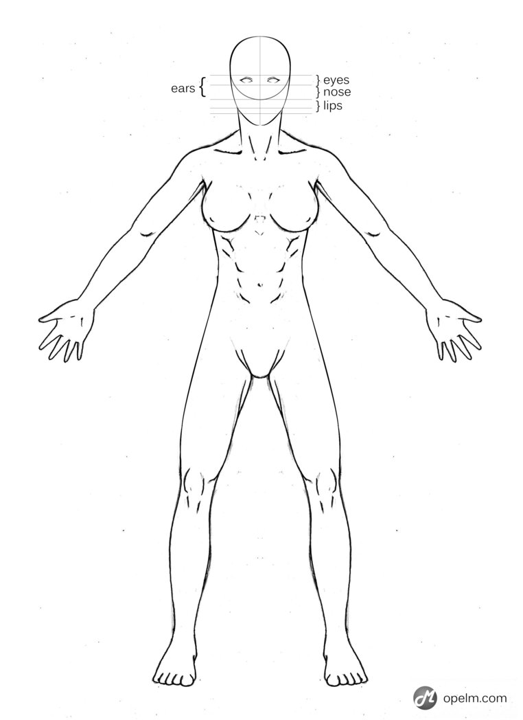 762x1048 Female Anatomy Drawing Model