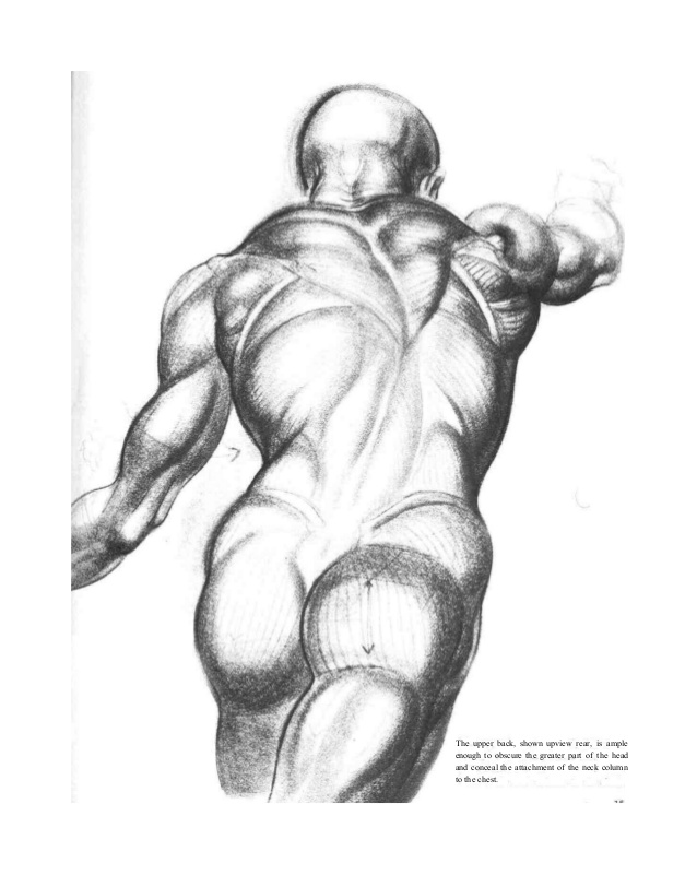 638x801 Burne Hogarth Dynamic Figure Drawing