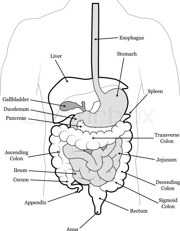 Human Digestive System Drawing at GetDrawings | Free download