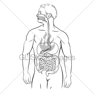 325x325 Human Digestive System Gl Stock Images