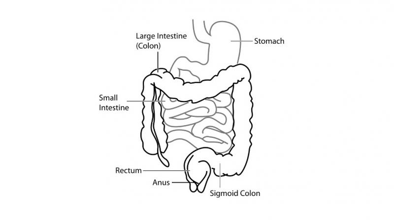 800x448 New Human Organ In Digestive System Discovered