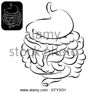 300x320 Human Digestive System Vector In Flat Design Stock Vector Art