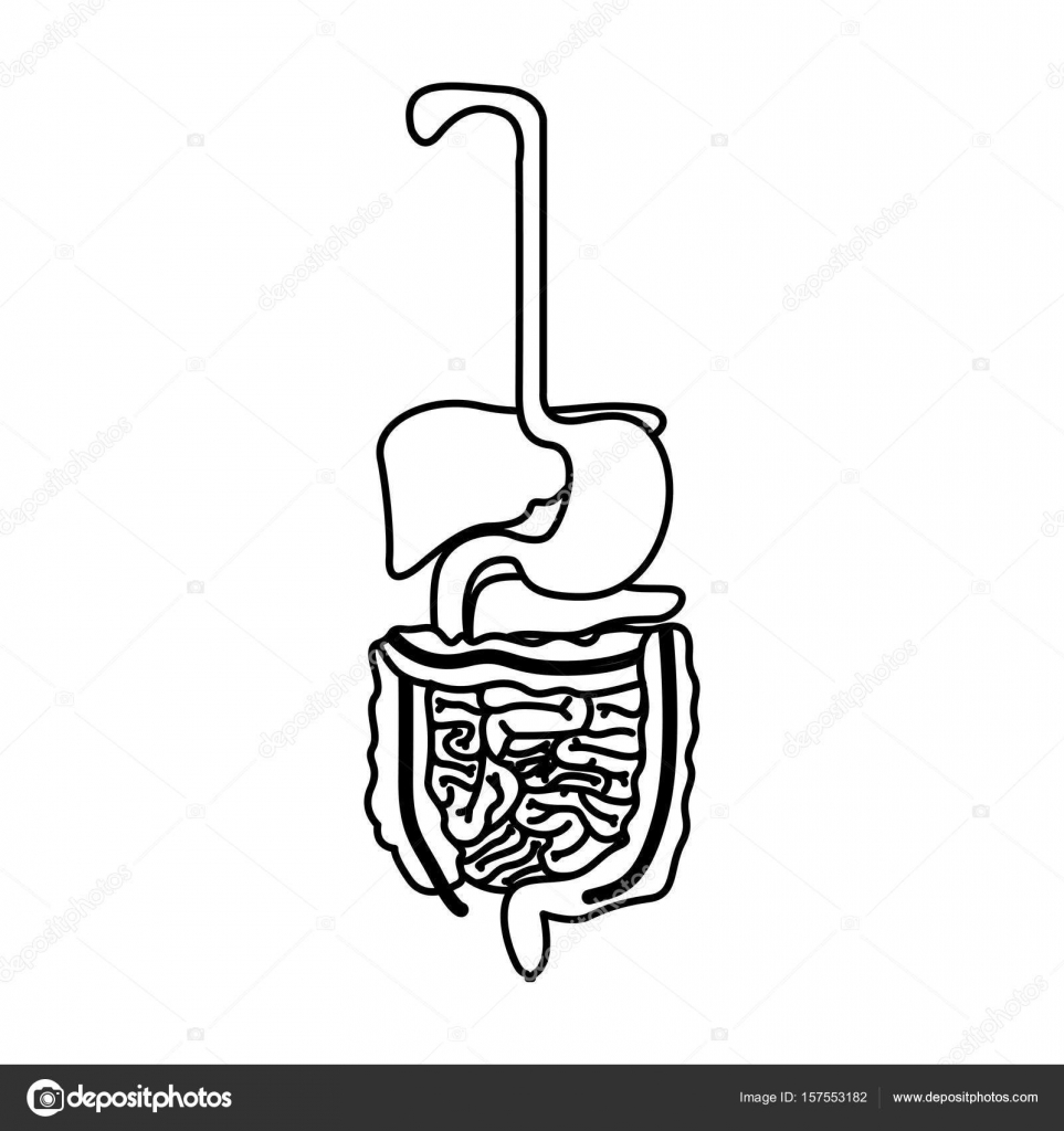 Human Digestive System Drawing At GetDrawings | Free Download