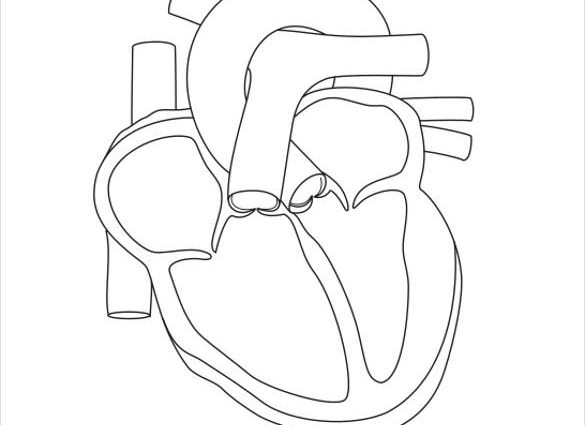 585x425 Human Heart Template 19 Heart Diagram Templates Sample Example