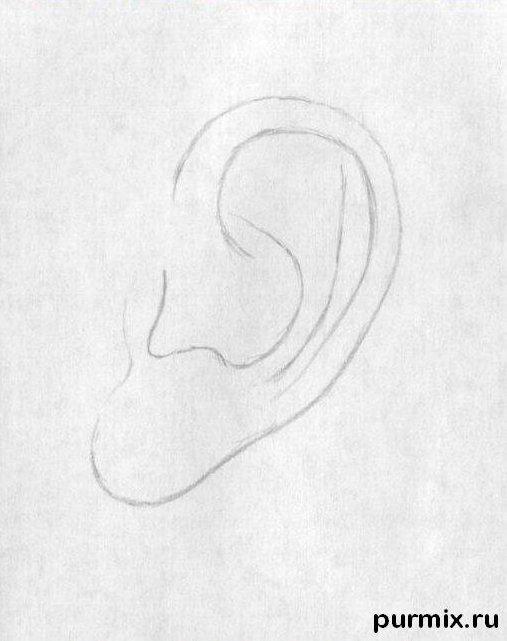 507x641 How To Draw A Human Ear With A Simple Pencil Step By Step