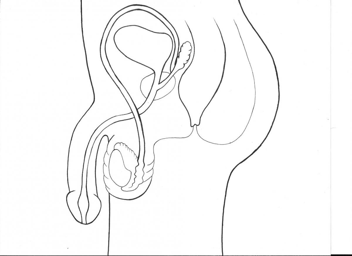 1200x872 Printable Diagram Of The Human Ear Printable Diagram