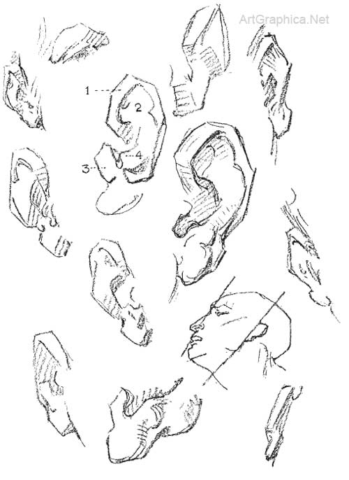 500x686 Constructive Anatomy George Bridgman, Drawing Eyes, Ears Mouth