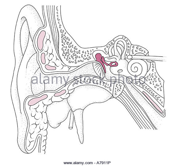 575x540 Diagram Ear Stock Photos Amp Diagram Ear Stock Images