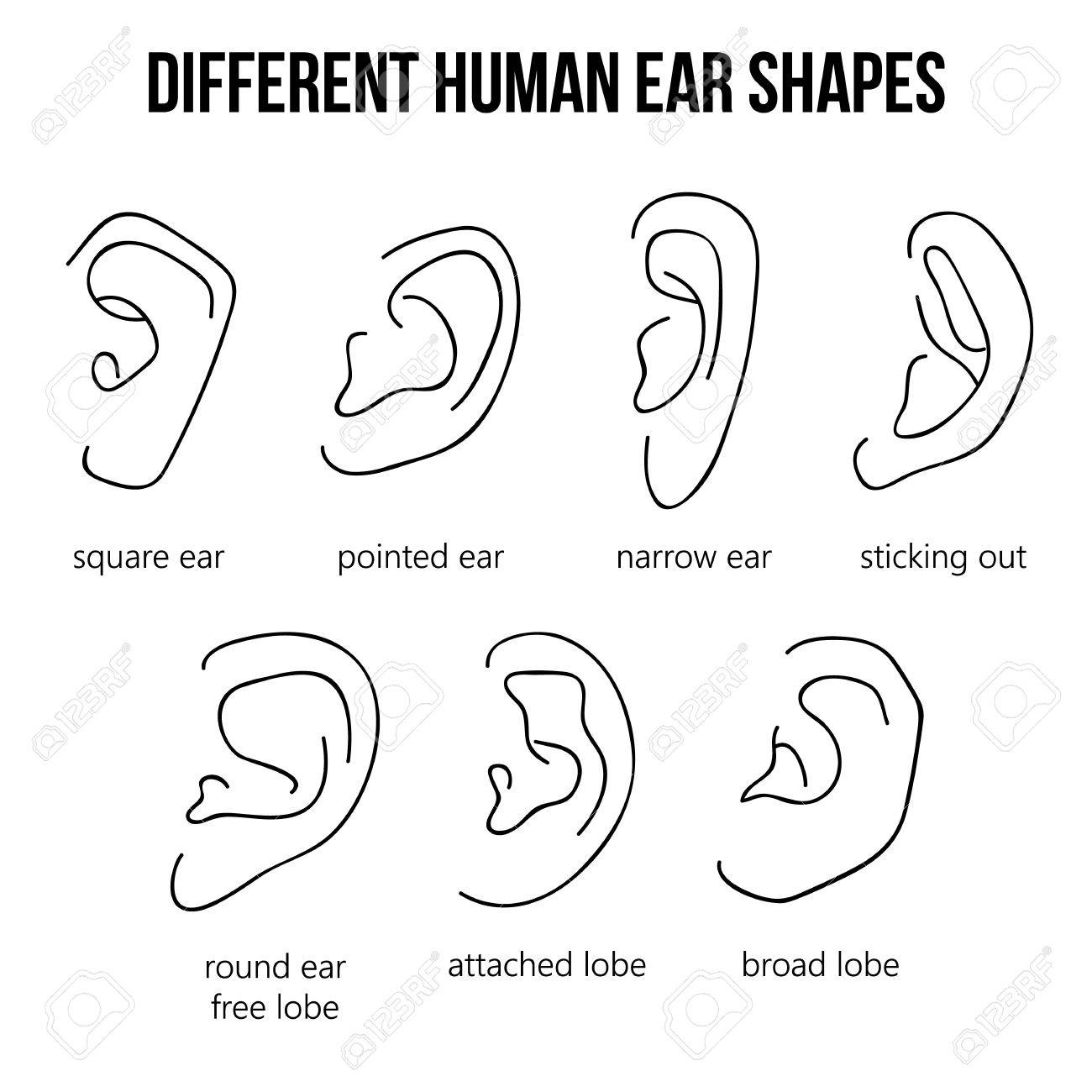1300x1300 Different Human Ear Shapes. All Types Of Ears. Royalty Free