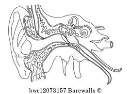 270x194 115 Cochlear Nerves Posters And Art Prints Barewalls