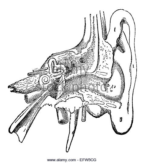 472x540 Human Ear Stock Photos Amp Human Ear Stock Images