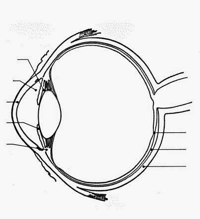 Human Eye Drawing at GetDrawings | Free download