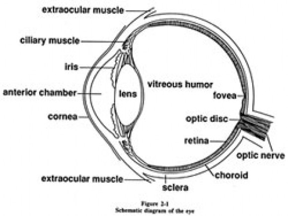 580x436 Diagram Of The Eye