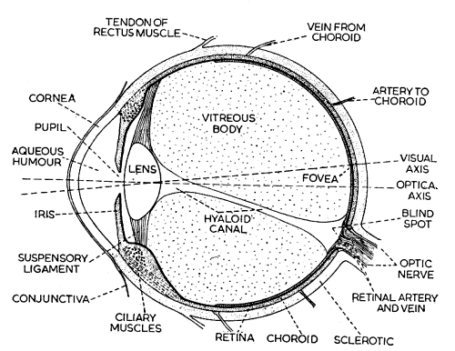 500x386 Micrographia Diagram Of The Human Eye.