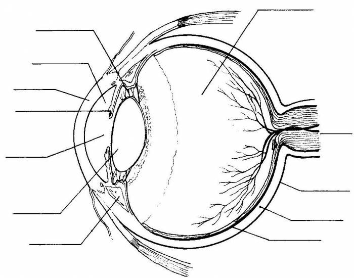 The best free Eye drawing images. Download from 4424 free drawings of