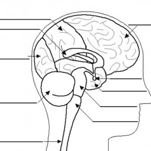 300x300 How To Draw Human Anatomy Heart Coloring Pages Bulk Color