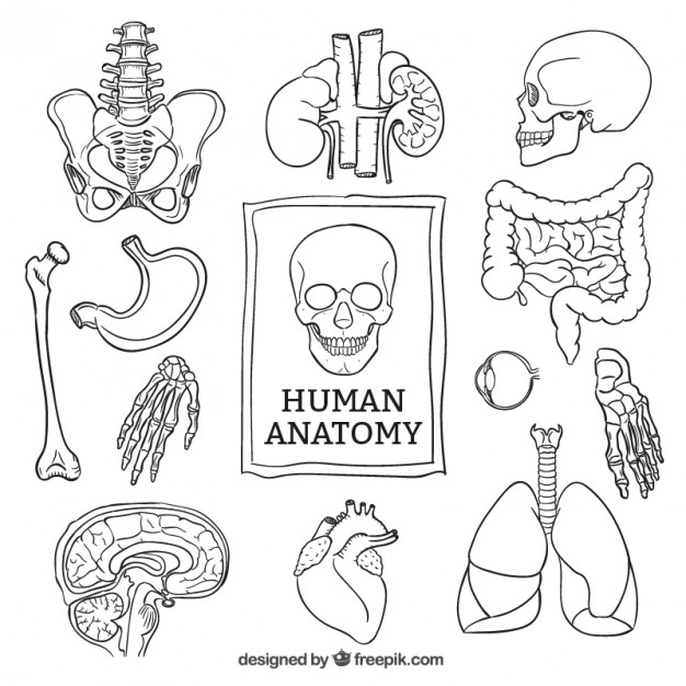 626x626 Anatomy Vectors, Photos And Psd Files Free Download