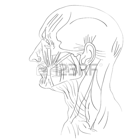 450x450 Illustration Of The Face Muscles Isolated On White, Artistic