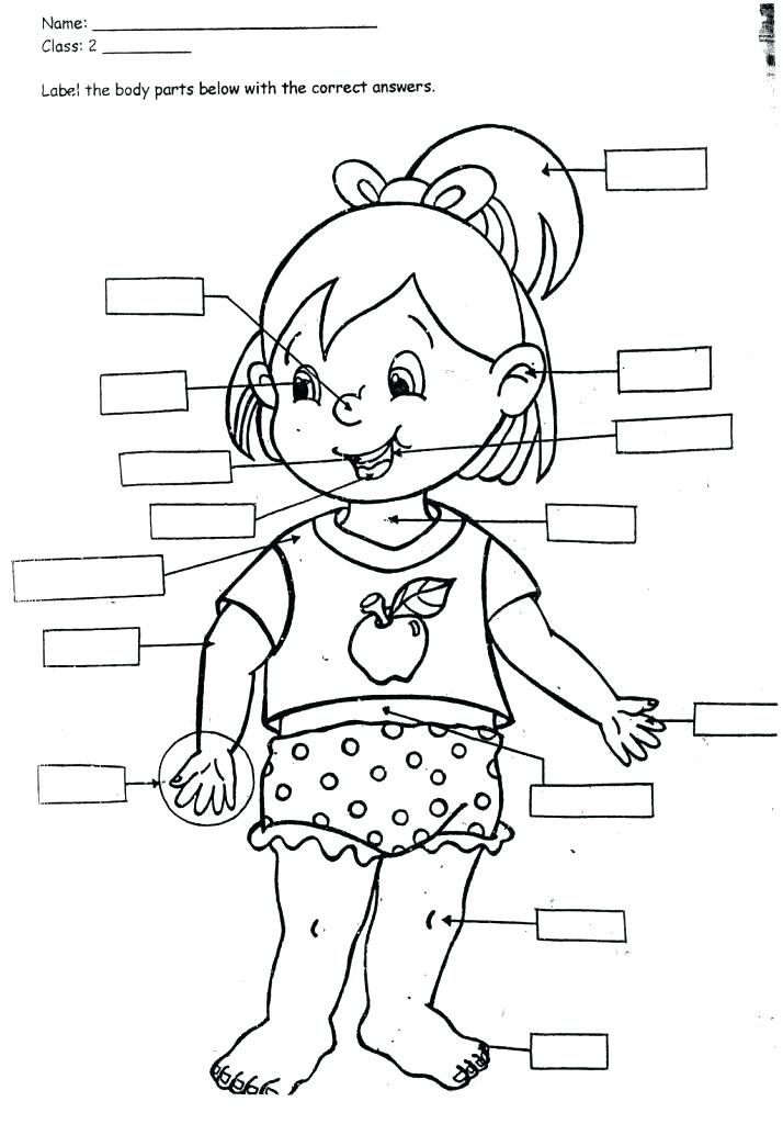 714x1024 Lovely Body Coloring Page Crayola Photo Outline Human Head Anatomy