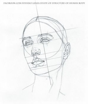 Human Head Anatomy Drawing at GetDrawings | Free download