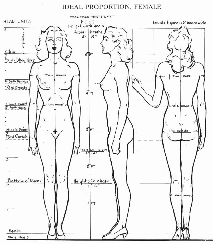 746x854 Thoughts In Design Human Anatomy Part Ii