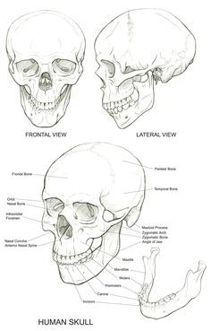 236x369 Human Skull Anatomy Drawing