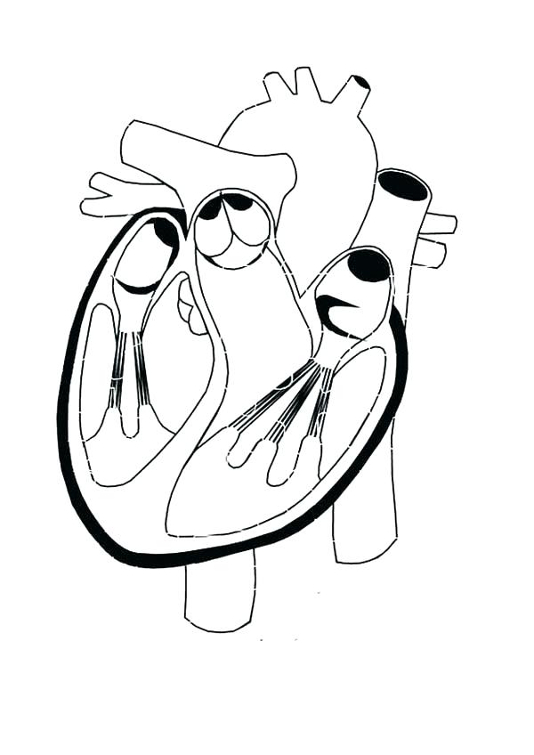 600x848 Heart Anatomy Coloring Pages Healthy Heart In Human Anatomy