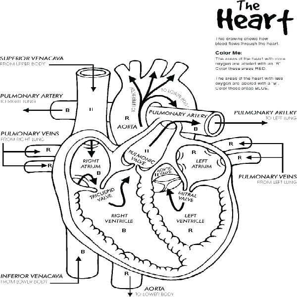 600x600 Human Anatomy Coloring Pages Heart Anatomy Coloring Pages How