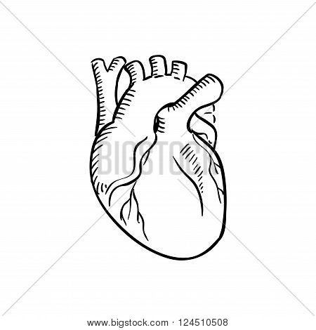 450x470 Human Heart Outline Sketch. Vector Amp Photo Bigstock