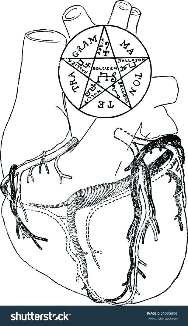 618x1067 Heart Anatomy Coloring Pages