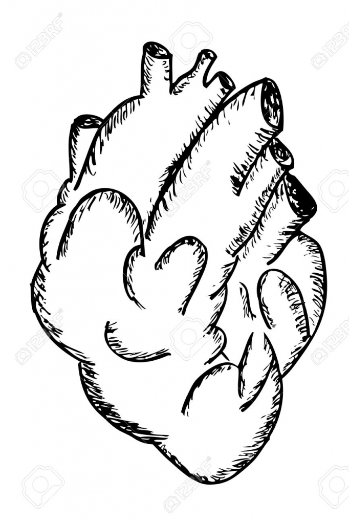 682x1024 How To Draw A Human Heart Hand Draw Sketch Human Heart Stock Photo