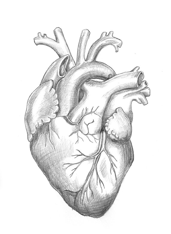 570x777 Human Heart Anatomy Drawing