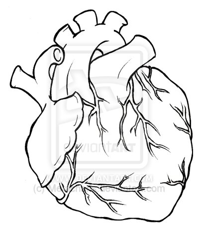 400x460 Human Heart Tattoo Drawing