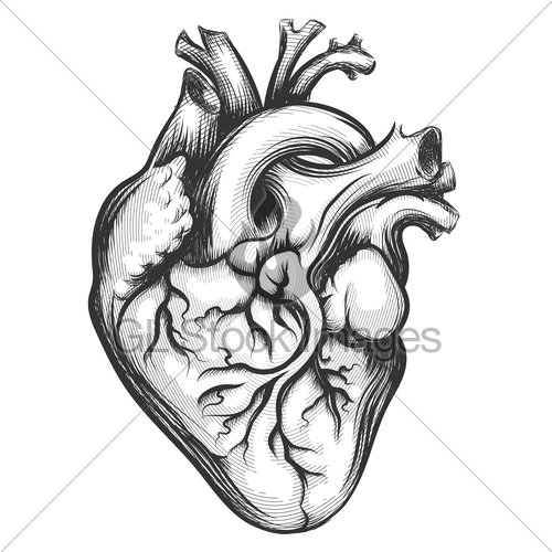 500x500 Human Heart Gl Stock Images