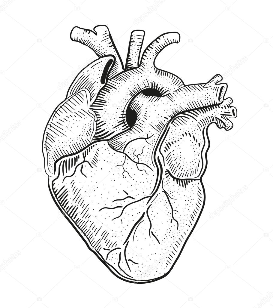 910x1024 Human Heart. Illustration. Stock Vector Bernardojbp