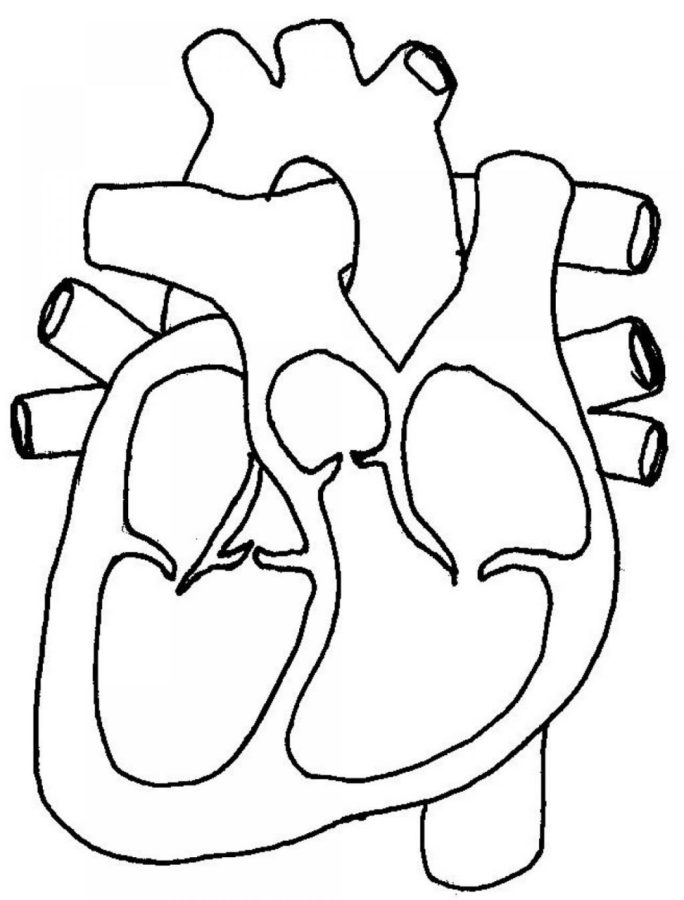 684x900 Printable Diagrams Of The Human Heart Diagram Site