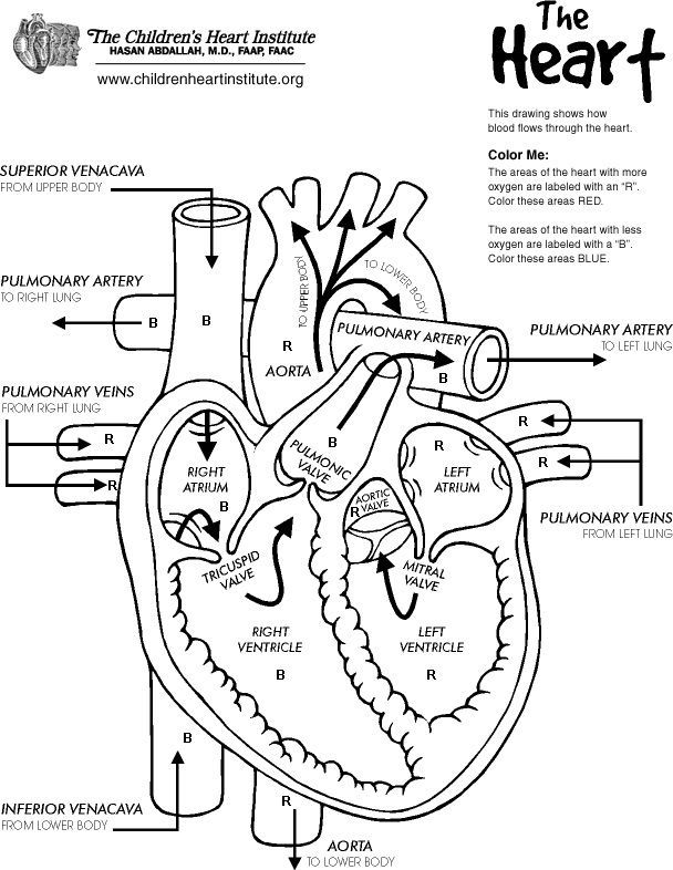 608x786 Human Heart Printable The Heart Diagramprintable From Childrens