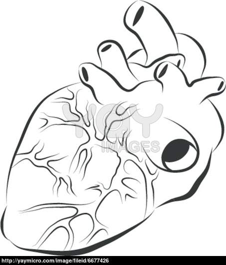 453x530 Heart Diagram Clipart