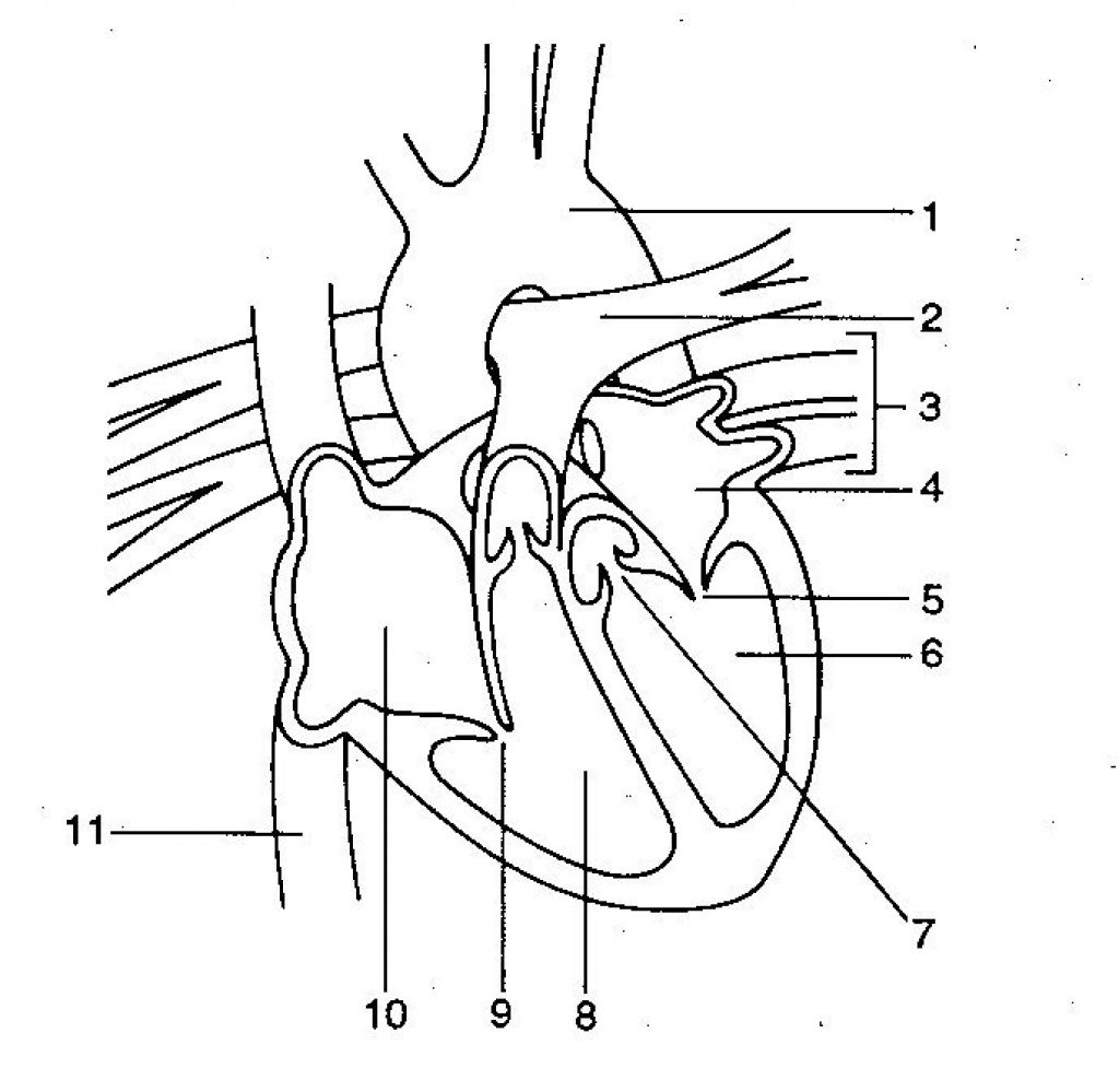 1024x988 Human Heart Drawing With Labels Human Heart Diagram Without Labels